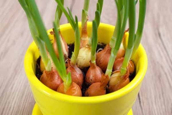 کاشت پیاز با نور مصنوعی